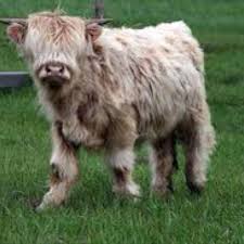 This Baby Will Sleep In The House Cute Sheep Baby Cows Cow