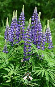 Maybe you would like to learn more about one of these? Wild Lupine Native To Minnesota Wildflower Garden Native Plant Gardening Pollinator Garden Design