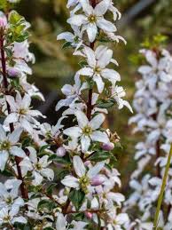 Image result for Buchnera usuiensis