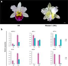 Flowers monocots tend to have flower parts in multiples of 3. New Insight Into The Molecular Mechanism Of Colour Differentiation Among Floral Segments In Orchids Communications Biology
