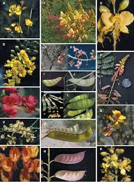 Image result for Erythrostemon