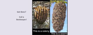Places near los angeles, ca with free bee removal. Swarm And Bee Removal Los Angeles County Beekeepers Association
