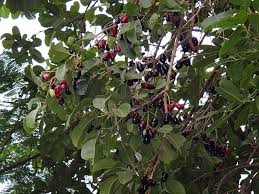 Image result for Syzygium komatiense