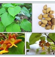 Image result for Gmelina arborea