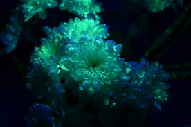 Glow in the dark flowers band. Glow In The Dark Flowers Christhorpeunitx