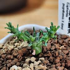 Image result for Euphorbia davyi
