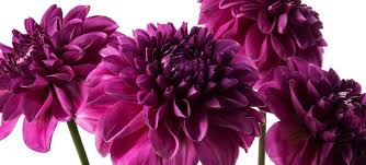 We did not find results for: Dahlia Flowers Flowerbx Uk