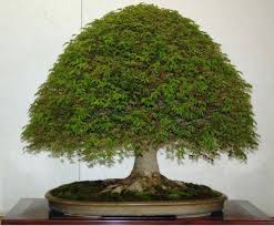 Brazilian rain bonsai tree #15140. Bonsai Trees Bonsai Tree Bonsai Tree Price Bonsai Tree Bonsai Tree Types