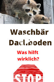 Raton Laveur Dans Le Grenier Qu Est Ce Qui Aide Vraiment En 2020 Raton Laveur Laveuse Petite Salle A Manger