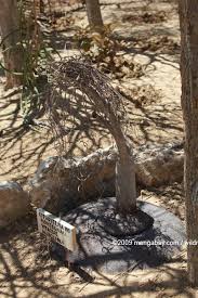 Image result for Cyphostemma montanum