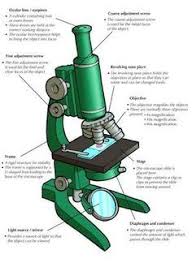Pin On Biology