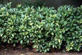 Image result for Ardisia