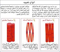 Image result for ‫ماهیچه ها از نگاه تصاویر‬‎