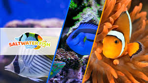Maybe you would like to learn more about one of these? Saltwater Fish Shop Home Facebook