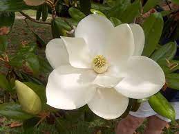 Magnolia Magnolia Flower Magnolia Grandiflora Flowers