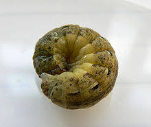 cutworm wikipedia