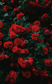 Aesthetic Wallpaper Roses Hintergrundbilder Iphone Aesthetic Hintergrundbilder Iphone Ros Red Roses Wallpaper Flower Iphone Wallpaper Aesthetic Roses