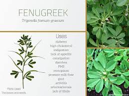 Fenugreek Seeds Uses Side Effects And Benefits Fenugreek Medicinal Herbs Fenugreek Seeds