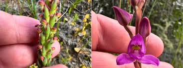 Image result for Disperis macowanii