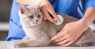 But feline distemper (panleukopenia) is a different virus. 14 Symptoms Of Distemper In Cats Care Com