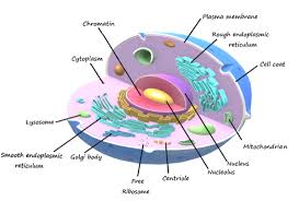 Aug 04, 2021 · plant cells don't have centrioles like animal cells do. Which Of The Following Are Found Exclusively In Plant Class 11 Biology Cbse