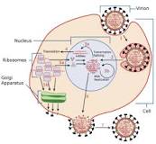 Image result for why treatment of cells with neuraminidase would increase rbcs binding to hemagglutinin