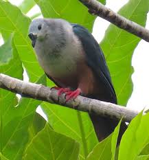 Image result for Brownleea mulanjiensis