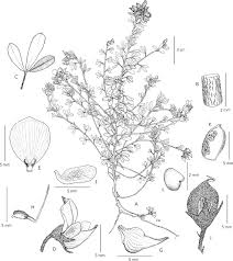 Image result for Helixanthera schizocalyx