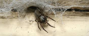 Up until i started doing some digging for this article, i didn't know much about spiders. Signs Of A Spider Infestation Western Exterminator