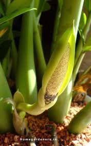 Maybe you would like to learn more about one of these? Pin On Gardening Ideas