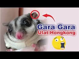 Fakta Unik Tentang 2 Sleeping Pouch Sugar Glider Dalam Satu Kandang Youtube