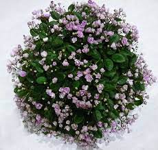 We did not find results for: Cirelda Best Trailing African Violet Violet Plant African Violets African Violets Plants
