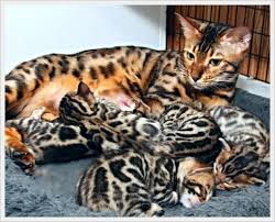 5 Important Facts To Keep In Mind Before Getting A Bengal Cat