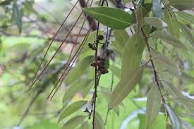 Image result for Agarista salicifolia