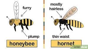 To get rid of bees from your chimney, there is only one way to successfully get rid of bees permanently. How To Get Rid Of Bees 15 Steps With Pictures Wikihow