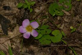 Image result for Oxalis obliquifolia