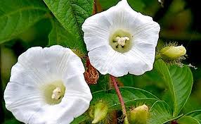 Image result for Merremia aegyptia