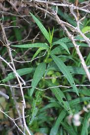 Image result for Justicia australis