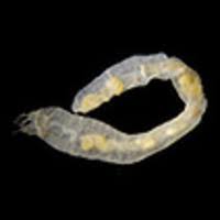 Image result for Pseudopod Ospermum