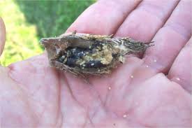 Check spelling or type a new query. Bagworm Caterpillar Egg Hatch Concluding Plant Pest Advisory