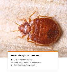 Image result for bed bugs droppings