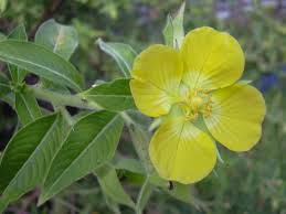 Image result for Ludwigia stenorraphe