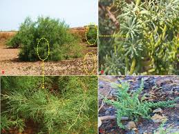 Image result for Suaeda sp. B