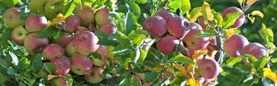 Säulenobst gedeiht an sonnigen oder halbschattigen plätzen, sollte jedoch vor wind geschützt werden. Obstbaume Pflanzen Im Herbst Zeit Fur Apfel Birne Co Vivanno