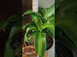 Whether you spring for a dramatic dragon tree, a bunch of lucky bamboo, a petite corn plant, or. Growing A Dracaena Corn Plant From Cuttings Youtube