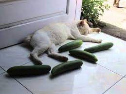 Buktinya, terdapat pelbagai video yang dimuat naik di media sosial menurut con slobodchikoff, seorang pengkaji perilaku haiwan, timun yang mempunyai bentuk seperti ular sudah cukup membuatkan ia berasa takut dan. Kucing Tidak Takut Timun Youtube