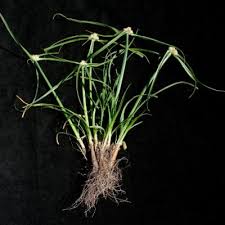 Image result for Kyllinga erecta