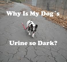 He has an amazing ability to realize something is wrong and does this. Why Is My Dog S Urine So Dark Pethelpful
