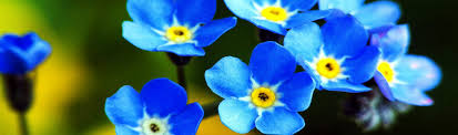 Fiore di cioccolato, chocolate cosmos. Fiori Blu Di Sicilia Fiori Blu Di Sicilia
