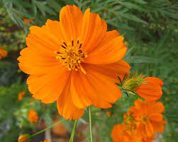 Yellow Cosmos Facts And Health Benefits